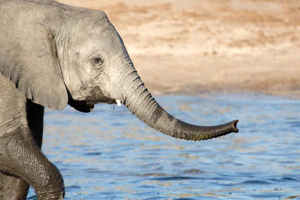 Elefante no Parque Nacional Chobe — Fotografia de Stock