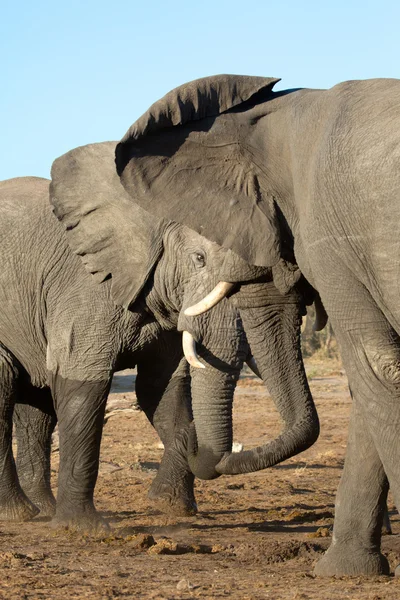 Éléphant dans le parc national Chobe — Photo