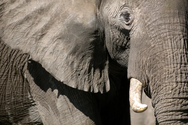 Elefant i chobe national park — Stockfoto