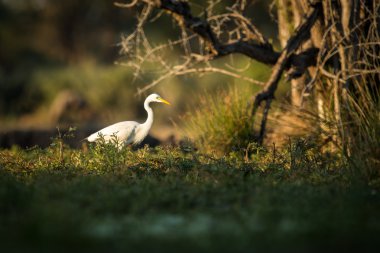 White egret hunting clipart