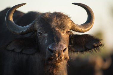 Buffalo in the veld clipart