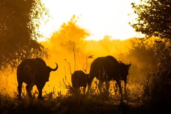 Büffel im Veld — Stockfoto