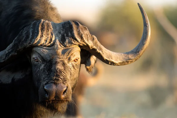 Büffel im Veld — Stockfoto