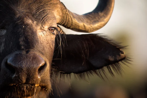 Veld içinde buffalo