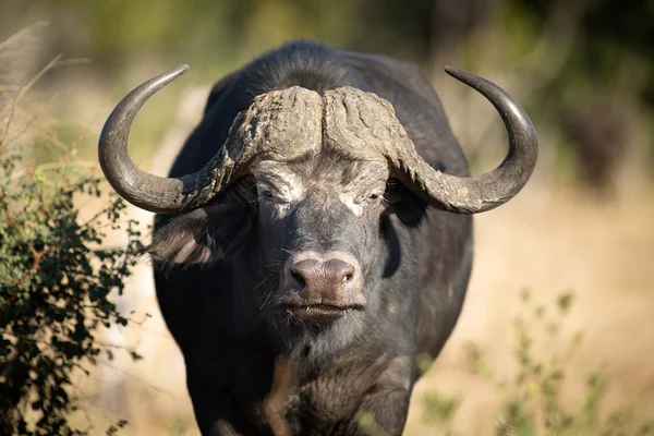 Veld içinde buffalo — Stok fotoğraf