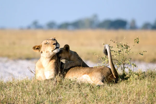 Лев в африканской Саванне — стоковое фото