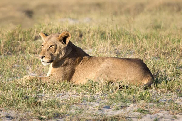 Lion in African savanna — Stock Photo, Image