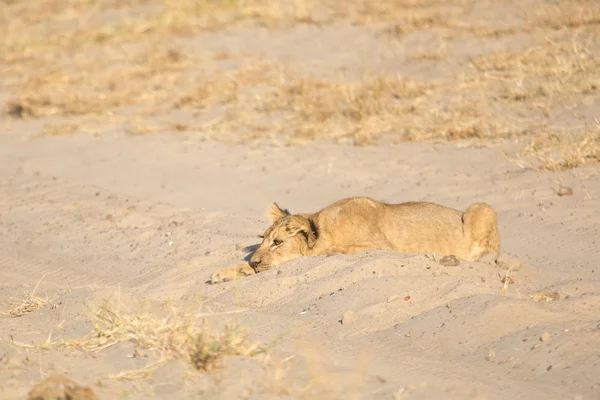 アフリカのサバンナでライオン — ストック写真