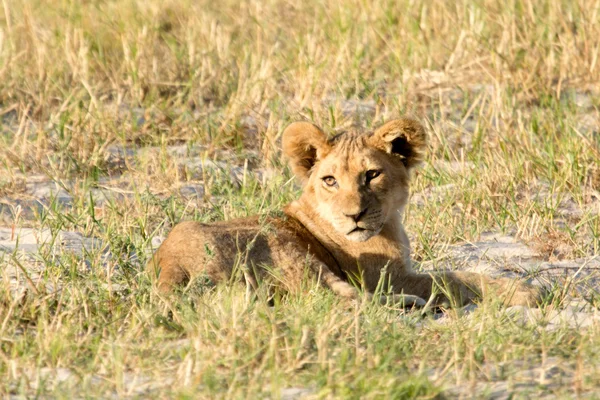 Löwe in afrikanischer Savanne — Stockfoto