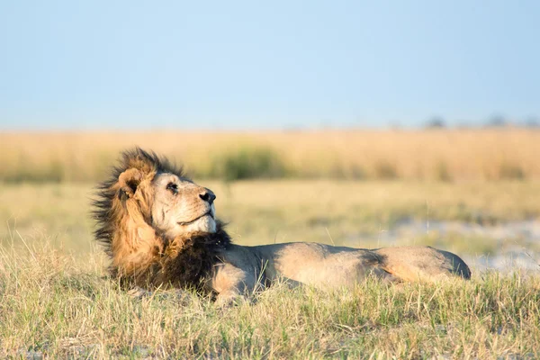 Lion in de Afrikaanse savanne — Stockfoto