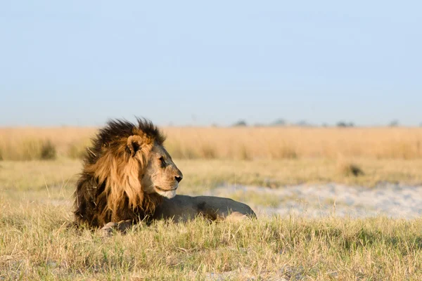 Лев в африканской Саванне — стоковое фото