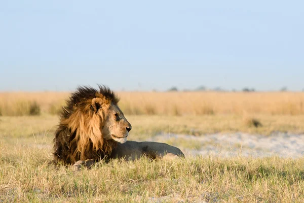 Lion in de Afrikaanse savanne — Stockfoto