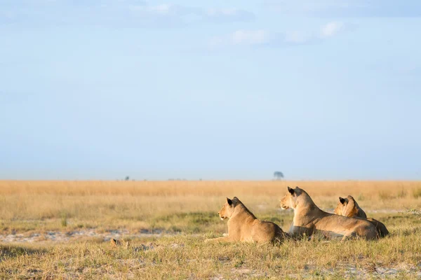 Afrika savana aslan — Stok fotoğraf