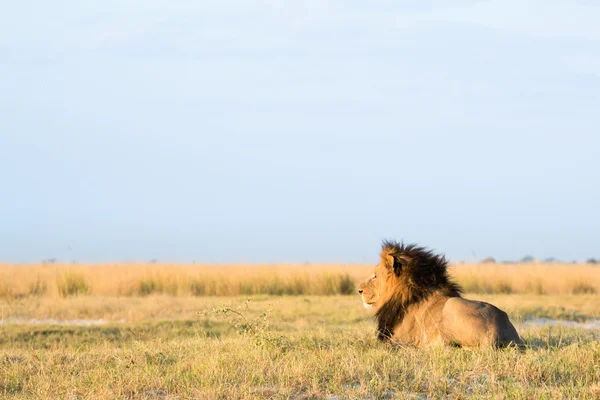 Leão na savana africana — Fotografia de Stock