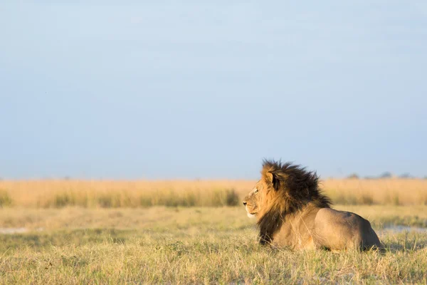 Leão na savana africana — Fotografia de Stock