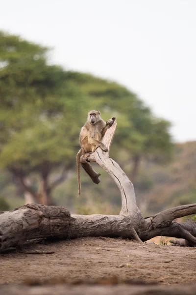 Babuíno na árvore — Fotografia de Stock