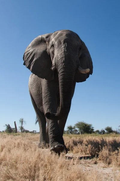 Ελέφαντας στο εθνικό πάρκο Τσόμπε — Φωτογραφία Αρχείου