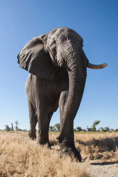 Elefante nel Parco Nazionale del Chobe — Foto Stock