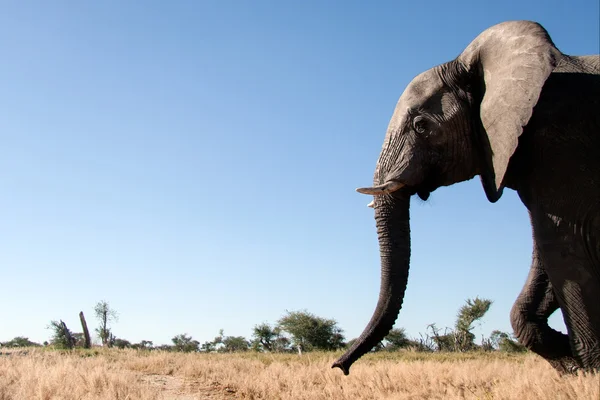 Olifant in chobe national park — Stockfoto