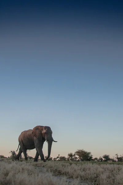 Elephant in Chobe National Park — Stock Photo, Image