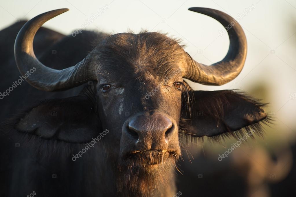 Buffalo in the veld