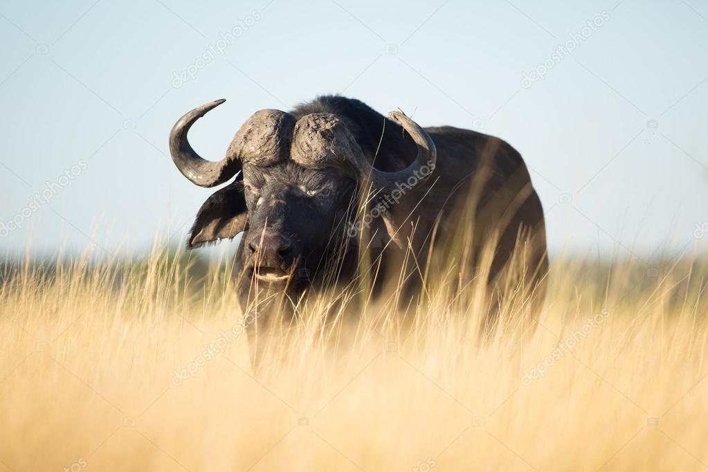 Buffalo in the veld