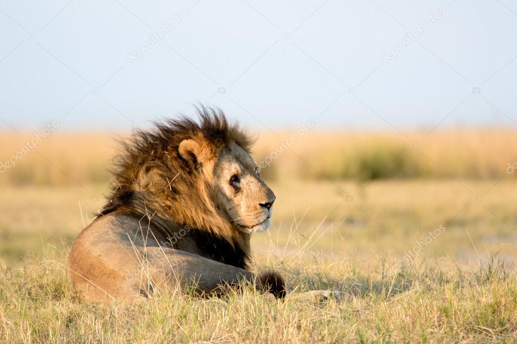Lion in African savanna