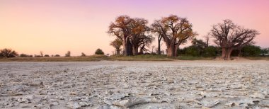 Baines Baobab, Botsvana