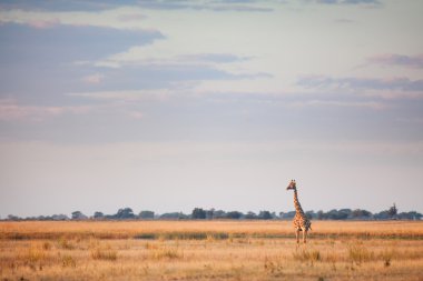 Afrika'da zürafa