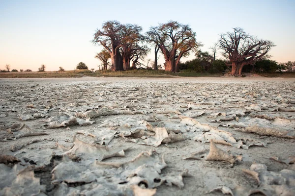 Baines Baobab, Botswana — Zdjęcie stockowe