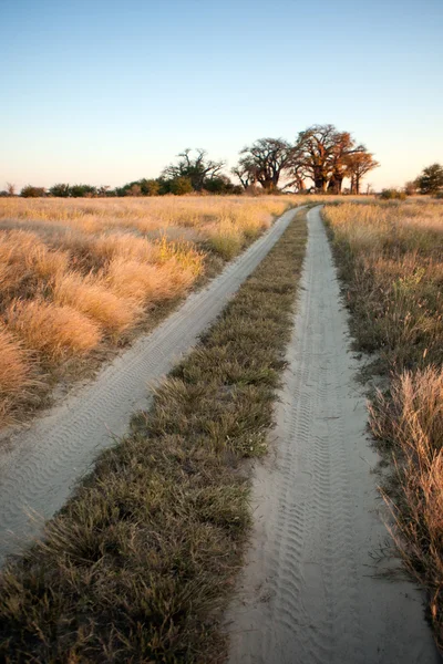 Baines Baobab, Botswana — Stock fotografie