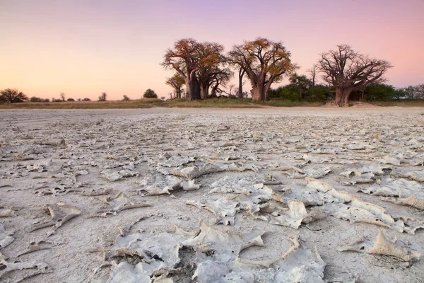 Baines Baobab, Botsvana — Stok fotoğraf