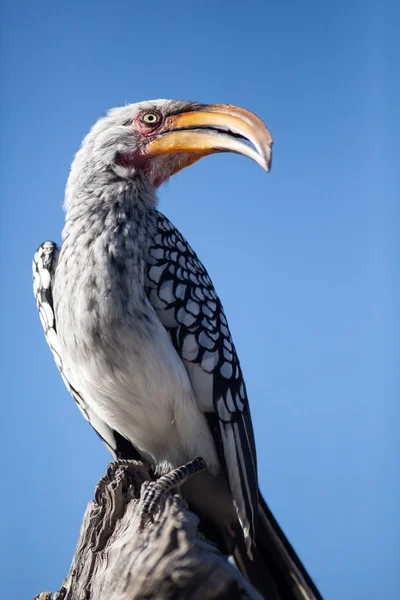 Afrikaanse hoorn Bill — Stockfoto