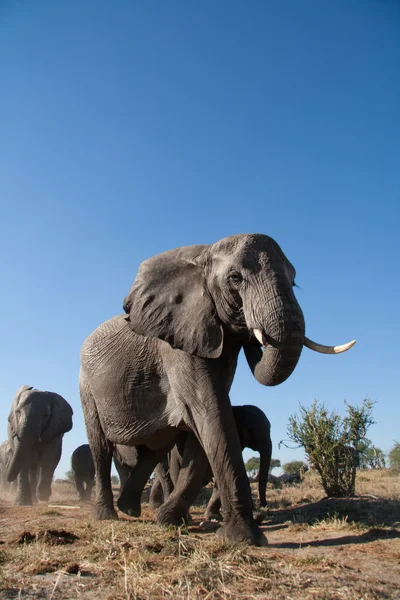 Elefante no Parque Nacional Chobe — Fotografia de Stock