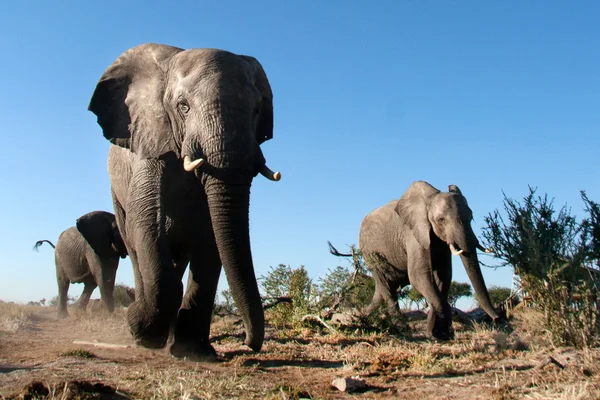 Ελέφαντας στο εθνικό πάρκο Τσόμπε — Φωτογραφία Αρχείου