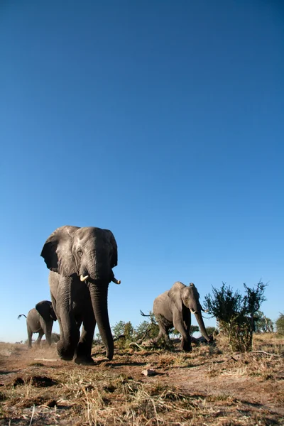 Słoń w chobe Narodowy park — Zdjęcie stockowe