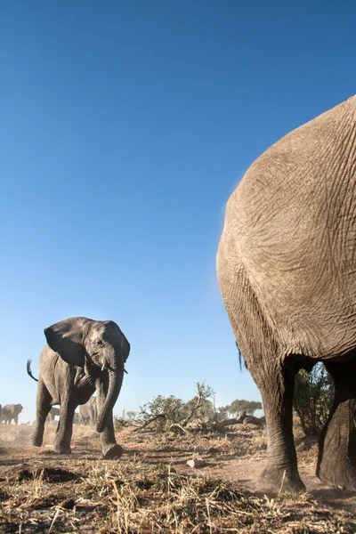 Slon v národním parku chobe — Stock fotografie