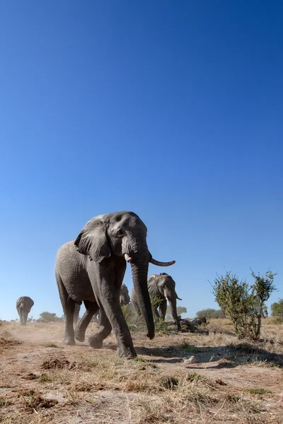 Elefante en el Parque Nacional Chobe — Foto de Stock