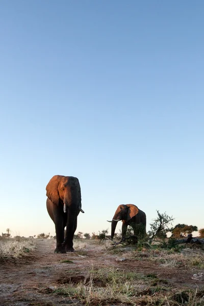 Elefant im Chobe Nationalpark — Stockfoto