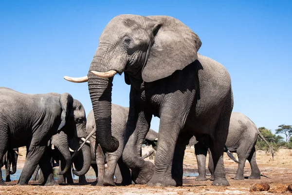 Olifant in chobe national park — Stockfoto