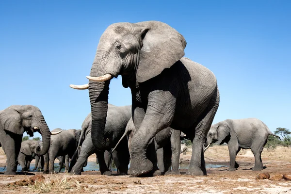 Fil chobe Ulusal Parkı — Stok fotoğraf