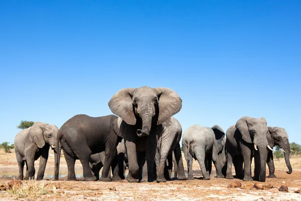 Elefante nel Parco Nazionale del Chobe — Foto Stock