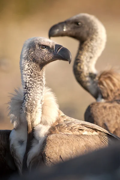 Geier in Botswana — Stockfoto