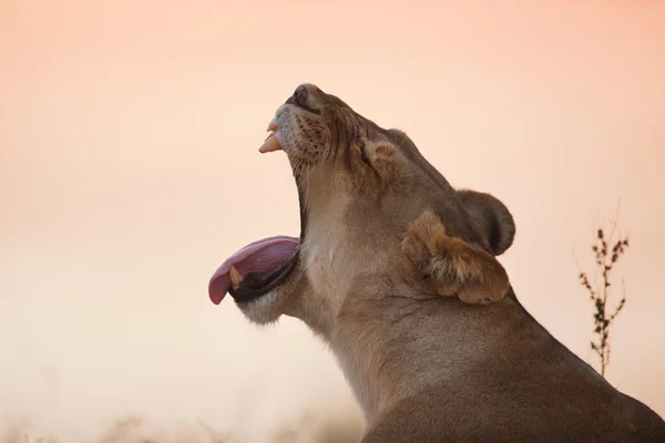 León en África — Foto de Stock