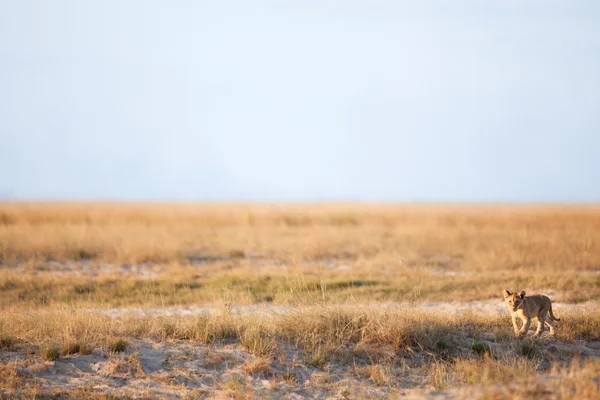 Löwe in Afrika — Stockfoto