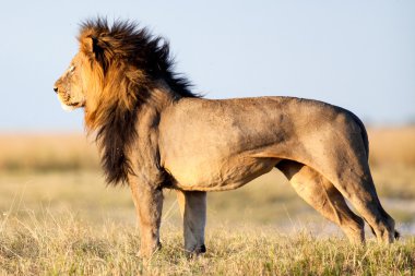 Lion in Africa clipart