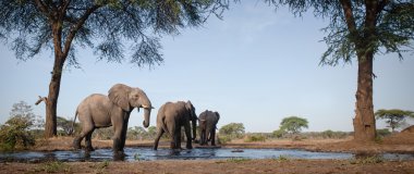 Fil vasıl Botswana'da su kuyusu