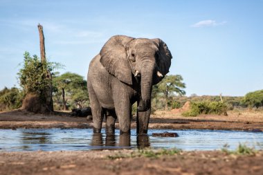 Elephant at water hole in Botswana clipart