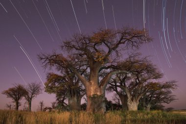 Baines Baobab Botsvana