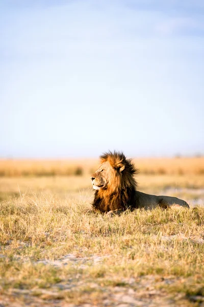 Leone in Africa — Foto Stock